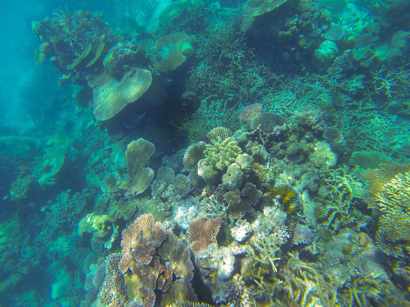 Snorkelling above a shallow reef